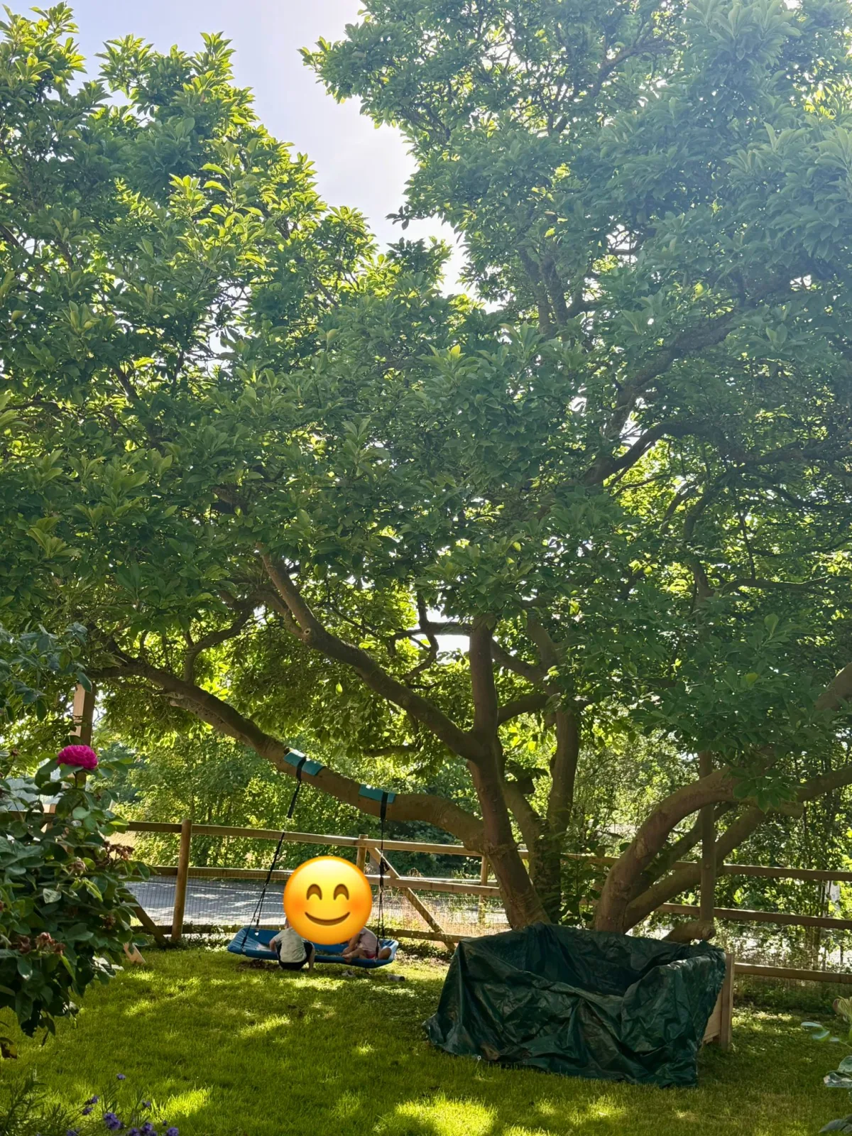 Alpakastrolche